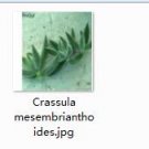 Ngryise 2pcs Crassula mesembrianthoides plant