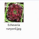 Ngryise 2pcs Echeveria runyonii  plant