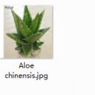 Ngryise 2pcs Aloe chinensis plant