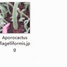 Ngryise 2pcs Aporocactus flagelliformis plant