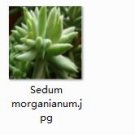 Ngryise 2pcs Sedum morganianum plant