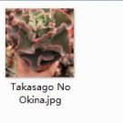 Ngryise 2pcs Takasago No Okina plant