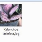 Ngryise 2pcs Kalanchoe laciniata plant