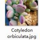Ngryise 2pcs Cotyledon orbiculata  plant