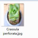 Ngryise 2pcs Crassula perforata plant