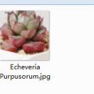 Ngryise 2pcs Echeveria Purpusorum plant
