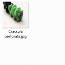 Ngryise 2pcs Crassula perforata plant