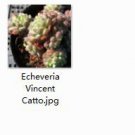 Ngryise 2pcs Echeveria Vincent Catto plant