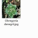 Ngryise 2pcs Obregonia denegrii plant