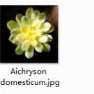 Ngryise 2pcs Aichryson  domesticum plant
