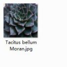 Ngryise 2pcs Tacitus bellum Moran plant