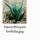 Ngryise 2pcs Haworthiopsis limifolia plant