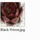 Ngryise 2pcs Black Prince plant