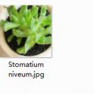 Ngryise 2pcs Stomatium niveum plant