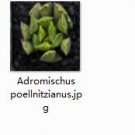 Ngryise 2pcs Adromischus poellnitzianus plant