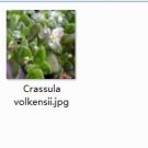 Ngryise 2pcs Crassula volkensii plant