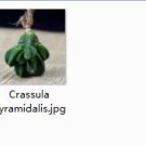 Ngryise 2pcs Crassula pyramidalis plant