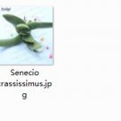 Ngryise 2pcs Senecio crassissimus plant