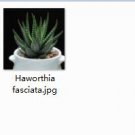 Ngryise 2pcs Haworthia fasciata  plant