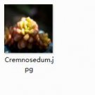Ngryise 2pcs Cremnosedum  plant