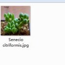 Ngryise 2pcs Senecio citriformis plant