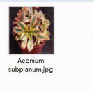 Ngryise 2pcs Aeonium subplanum plant