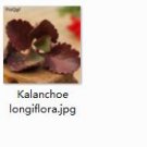 Ngryise 2pcs Kalanchoe longiflora plant