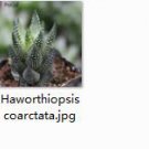 Ngryise 2pcs Haworthiopsis coarctata plant