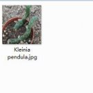Ngryise 2pcs Kleinia pendula plant