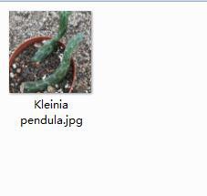 Ngryise 2pcs Kleinia pendula plant