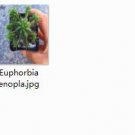 Ngryise 2pcs Euphorbia enopla  plant