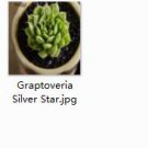 Ngryise 2pcs Graptoveria Silver Star plant