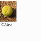 Ngryise 2pcs lithop C1A plant