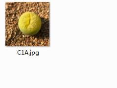 Ngryise 2pcs lithop C1A plant