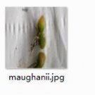 Ngryise 2pcs maughanii plant