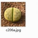 Ngryise 2pcs c206 plant