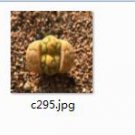 Ngryise 2pcs c295 plant