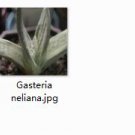 Ngryise 2pcs a set Gasteria neliana plant