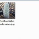 Ngryise 2pcs  Tephrocactus articulatus plant