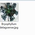 Ngryise 2pcs Bryophyllum delagoense plant