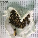 Ngryise 100pcs Chaenomeles sinensis seed