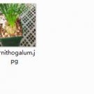 Ngryise 2pcs Ornithogalum plant