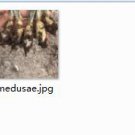 Ngryise 1pcs medusae plant
