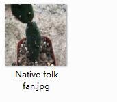 Ngryise 1pcs Native folk fan plant