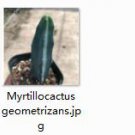 Ngryise 1pcs Myrtillocactus geometrizans plant