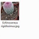 Ngryise 1pcs  Echinocereus rigidissimus plant