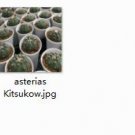 Ngryise 1pcs asterias Kitsukow  plant