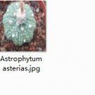 Ngryise 1pcs sea star Astrophytum asterias plant