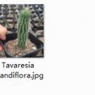 Ngryise 1pcs Tavaresia grandiflora plant