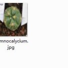 Ngryise 1pcs Gymnocalycium plant